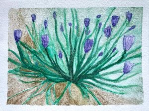 Blue-eyed Grass