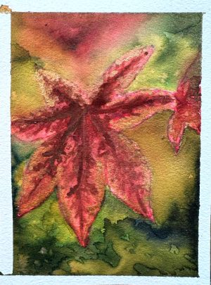Maple leaf