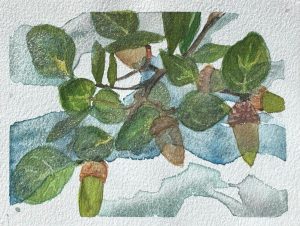 Oak acorns