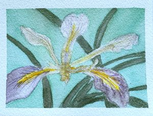 wild iris - med-6x4.5